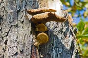 fungus02