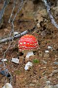 mushroom01
