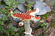 mushroom03