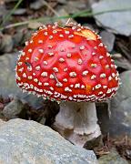 mushroom07