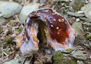 mushroom08