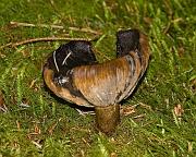 mushroom09