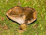 mushroom10