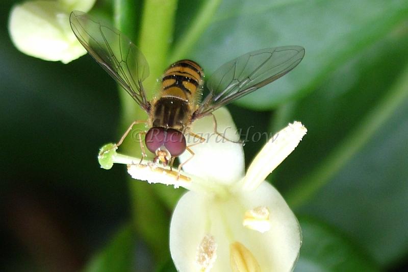 insect1.jpg