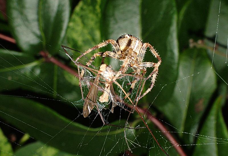 spidermeal.jpg