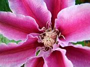 clematis