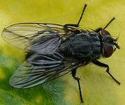 fly