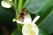 insect1
