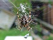 spider1