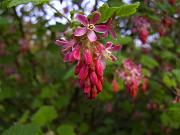 ribes4