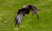 RedKite38