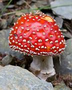 Fungi