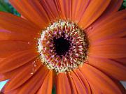 Macro